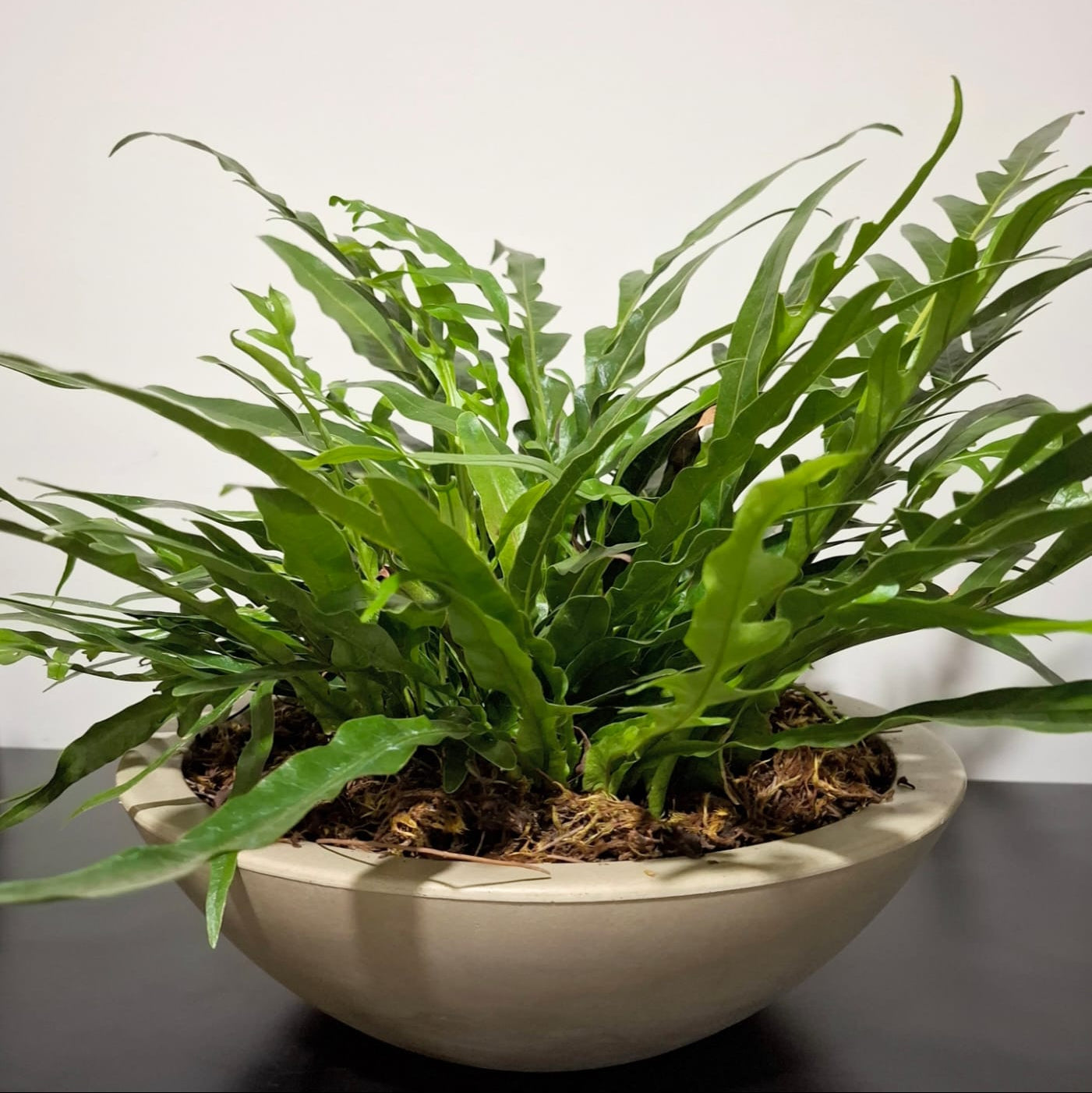 Vaso Samambaia Jin Hara