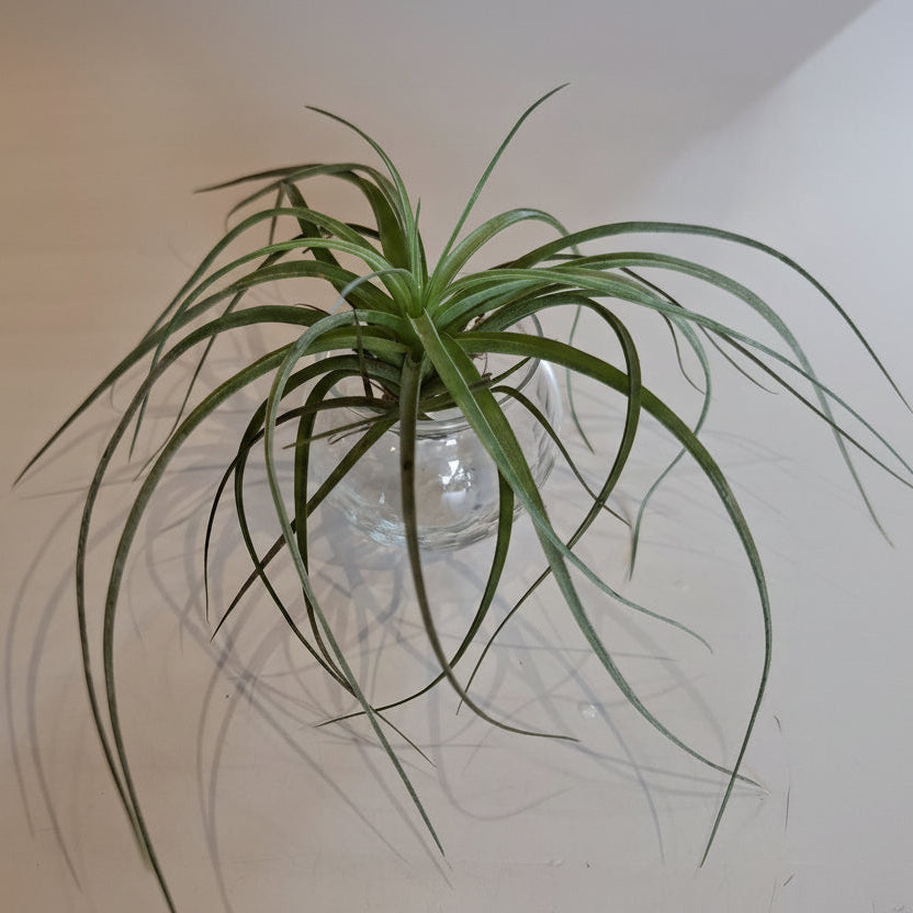 Tillandsia - planta aérea