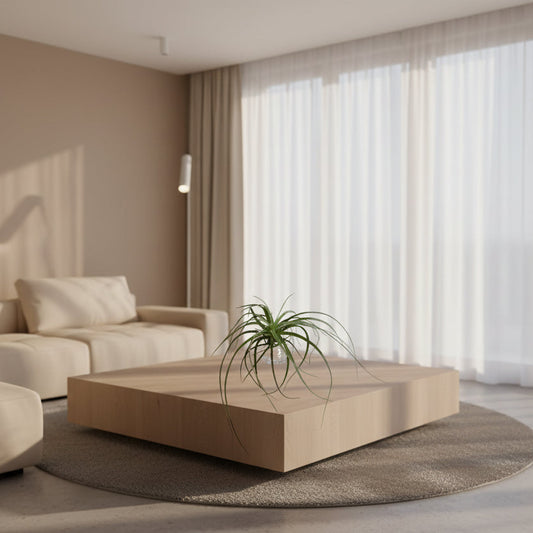 Tillandsia - planta aérea