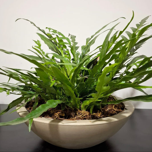 Vaso Samambaia Jin Hara